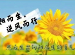 向阳而生：致敬每一个热爱生活的灵魂