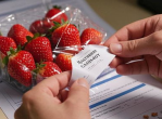 冻干草莓测出二十几种农药